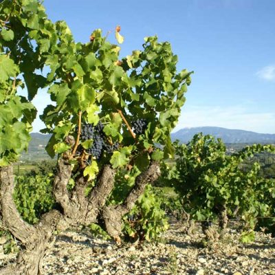 domaine-le-mirabeau-vin-cote-rhone-vinsobres_11